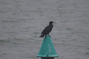 Cormorant