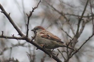 House Sparrow - Male