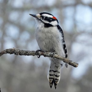 Downy Woodpecker