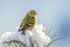 Eurasian siskin