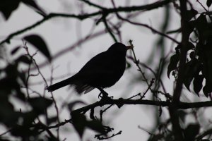 Blackbird Silhouette