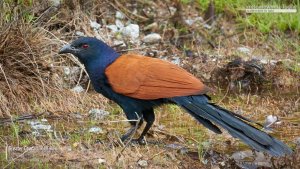 Greater Coucal, Borneo