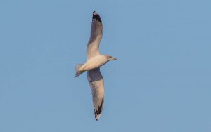 Common Gull (Mew Gull)