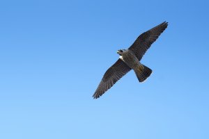 Peregrine