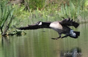 Canada goose