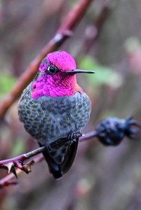 Anna's Hummingbird