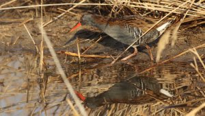 water rail