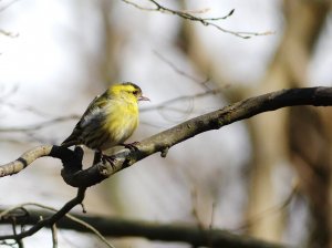 Siskin