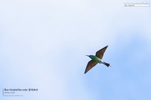 Blue-throated Bee-eater, Borneo