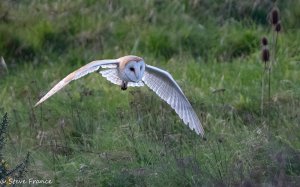 14-3-22 Barn Owl on the Hunt (1 of 1).jpg