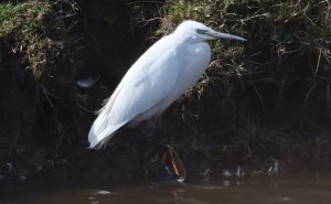 Little Egret