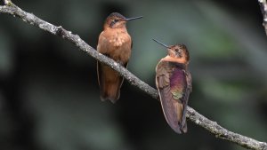 Shining Sunbeam hummingbirds