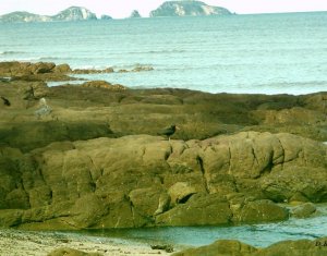 Sooty Oystercatcher on the rocks