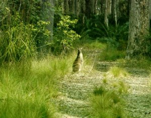 Esatern Grey Roo