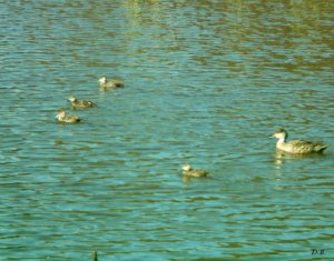 Grey Teal family