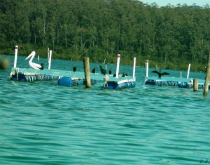 Parties on the oyster farms