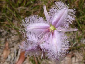 Common Fringe Lilly