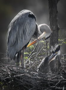 Great Blue Heron with Chick