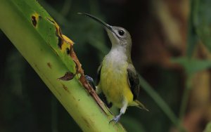 Little spiderhunter