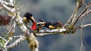 Pale mandibled aracari family.