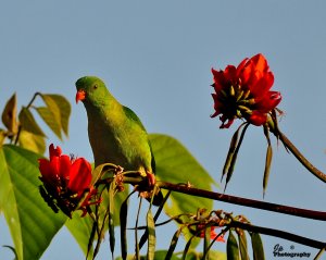 Vernal Hanging Parrot