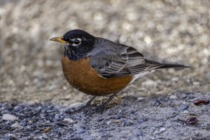 1st robin of spring