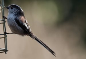 Long-tailed Tit