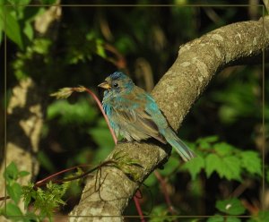 Indigo Bunting