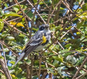 Yellow-rumped Warbler