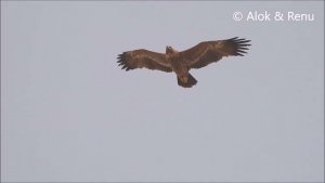 Jorbeer - 38 : Amazing wildlife of India by Renu Tewari and Alok Tewari : Steppe Eagle flight-1