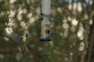 Great Tit