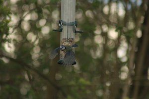 Blue tit