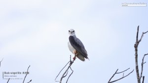 Black-winged Kite, Borneo