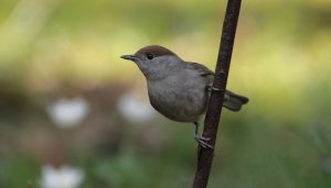 Eurasian blackcap