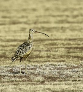 Long-billed Curlew