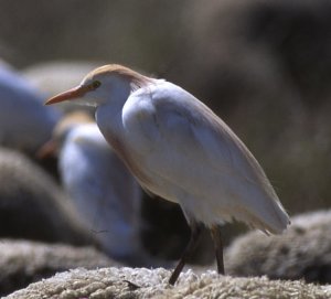 cattle-egret-on-sheep 750.jpg