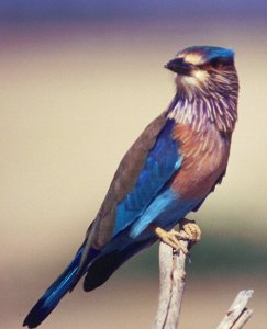 Indian Roller Northern Oman.jpg