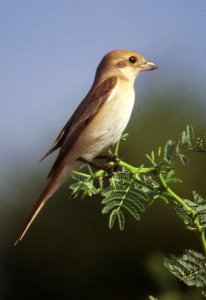 Isabelline Shrike, Yemen.jpg