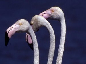 Flamingo heads.jpg