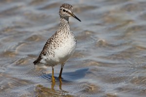 wood sandpiper