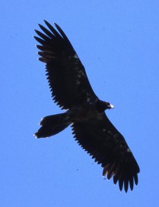 juv bearded vulture.jpg