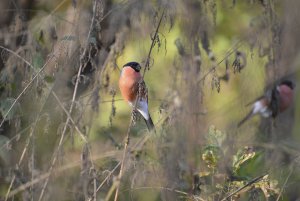 Unexpected Bullfinches