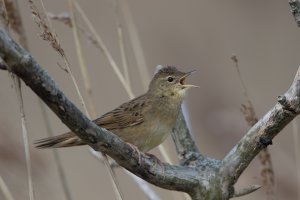 grasshopper warbler