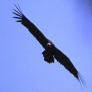 Black Vulture 3.jpg