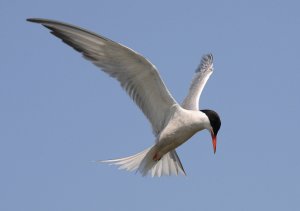 Common tern 1 (2).JPG