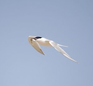 sandwich tern 2.jpg