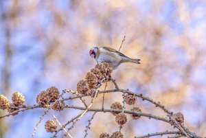 Goldfinch's Breakfast