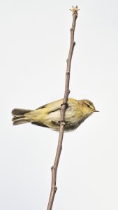 Chiffchaff on a stick