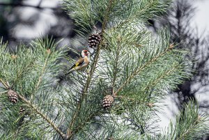 Goldfinch brigthtens my day