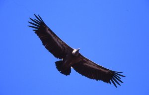 Griffon Vulture